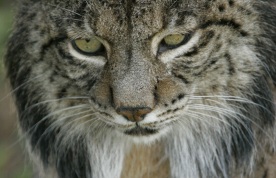 lince06